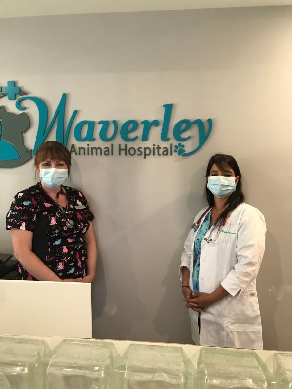 All about the woofs and purrs at Waverley Animal Hospital - The Laker