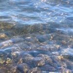 Oakfield Beach closed to swimming due to possible blue-green algae bloom