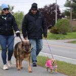 PHOTOS: Lions Walk for Dog Guides a success in Milford thanks to participants