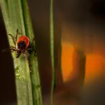 Tick checks should be part of routine 
