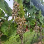 Stewiacke vineyard to celebrate grand opening with family-friendly event