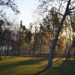 HRM announces 2026 municipal tree giveaway events