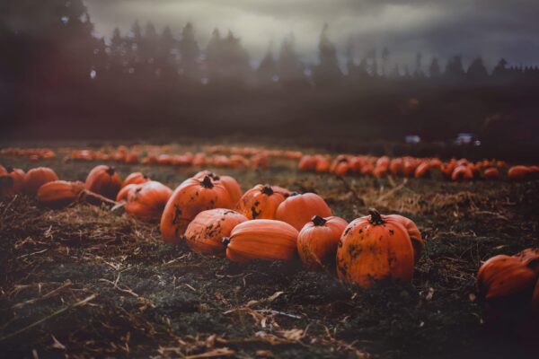 Shae Penney’s annual pumpkin patch returns to Elmsdale